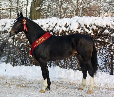 Standfoto Schwerer Warmbluthengst mit dem Namen Louidor