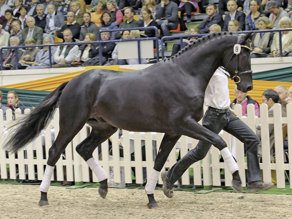 Trakehnerhengst Millennium an der Hand im Trab