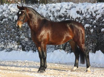 Standfoto Schwerer Warmbluthengst mit dem Namen Veltiner