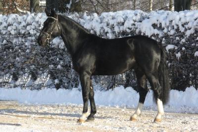 Standfoto Schwerer Warmbluthengst mit dem Namen Volkmann