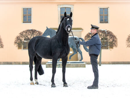 Führungen Landgestüt Moritzburg