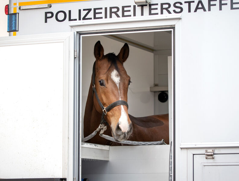Polizeipferd Peppino im Landgestüt Moritzburg
