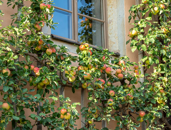 Spalierobst im historischen Innenhof des Landgestüts