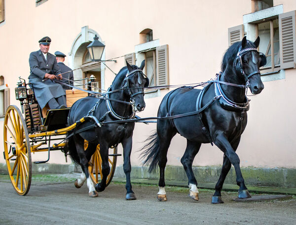 Landgestüt Moritzburg Görbert Lesung Kutschwagen