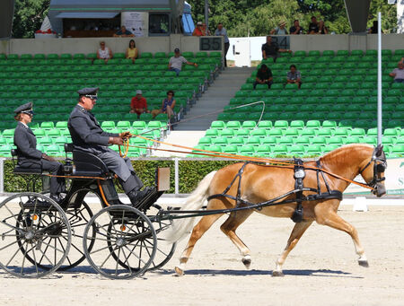 Landgestüt Moritzburg Bundeschampionat Fahren