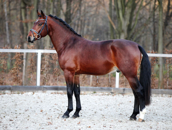 Neuzugang Schweres Warmblut Landgestüt Moritzburg