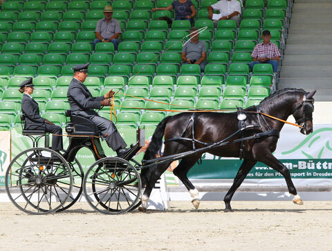 Bundeschampionat Fahrpferde Landgestüt Moritzburg