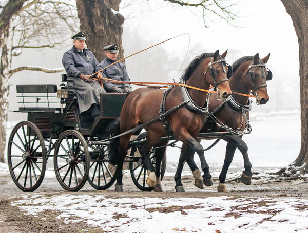 Hengstpräsentation Moritzburg Online 2023