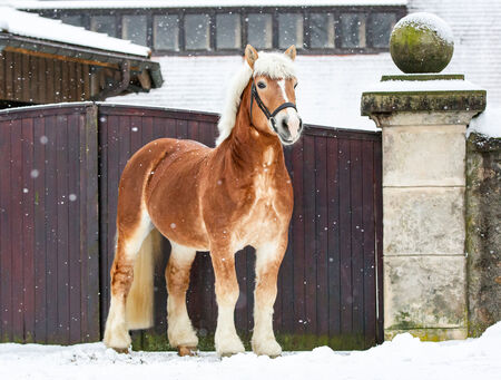 Weihnachten im Landgestüt