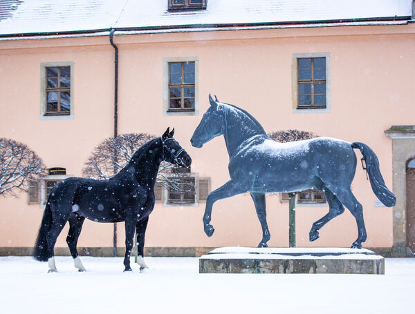 Weihnachten in Moritzburg