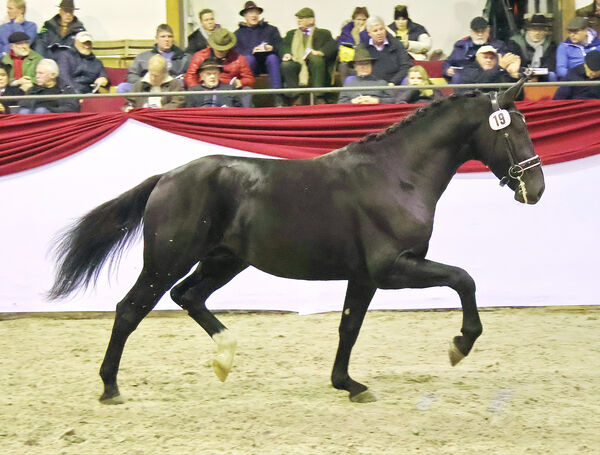 Neuzugang Schweres Warmblut Landgestüt Moritzburg