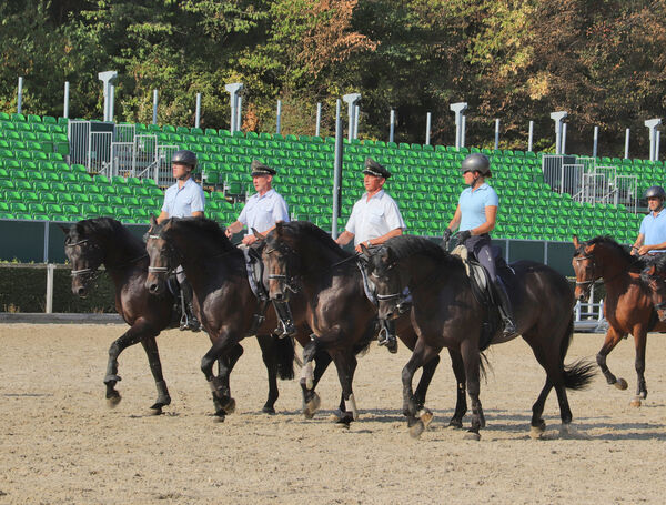 Training Moritzburger Hengstparaden