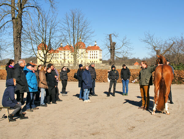 Seminar zum Einstieg in die Pferdezucht