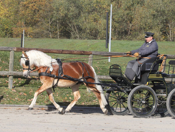 Abraxas Hengstleistungsprüfung Moritzburg