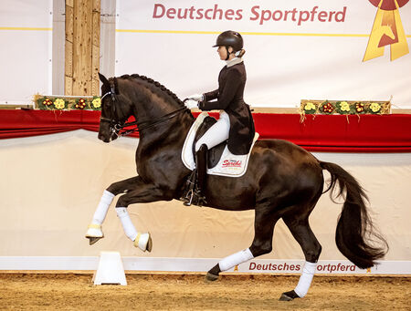 Trakehner Millennium Landgestüt Moritzburg