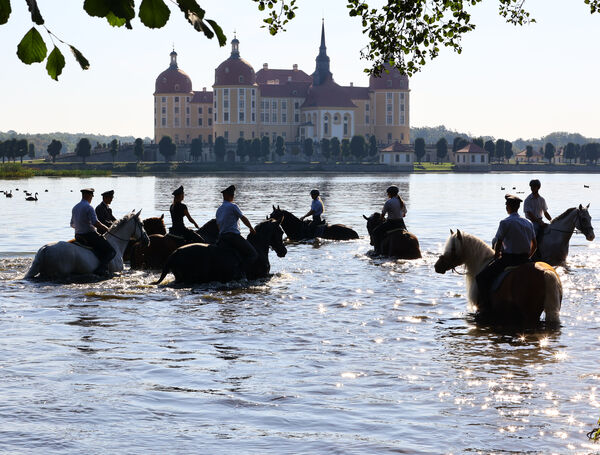 Hengstparade Landgestüt Moritzburg