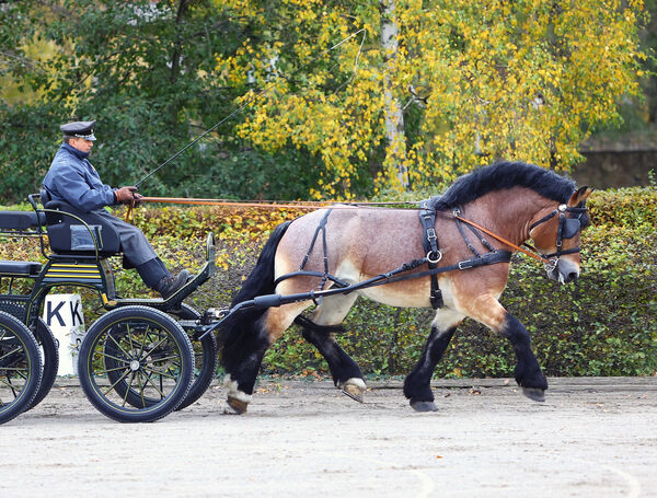 Urquell HLP Landgestüt Moritzburg