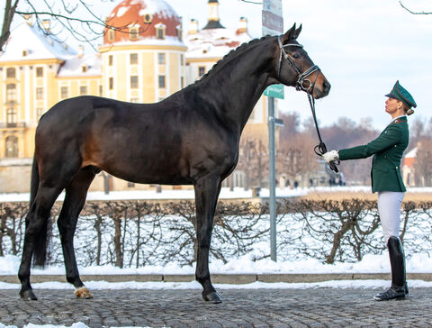 Freiherr von Stein, Trakehner im Landgestüt Moritzburg