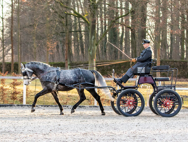 Schweres Warmblut Friesius von Frieder