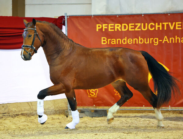 Centurio Landgestüt Moritzburg