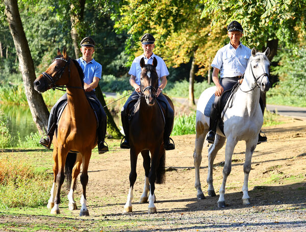 Hengstparade Landgestüt Moritzburg