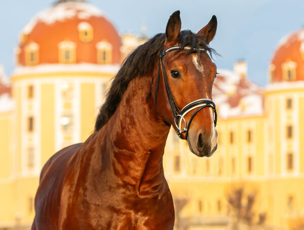 Centurio Landgestüt Moritzburg