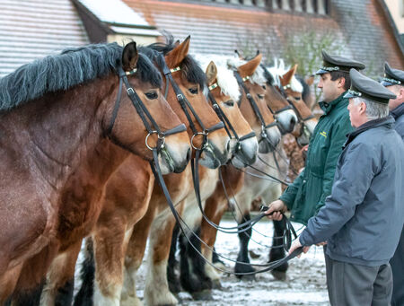 Hengstpräsentation Moritzburg 2022