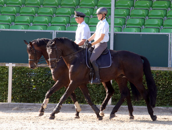 Training Moritzburger Hengstparaden