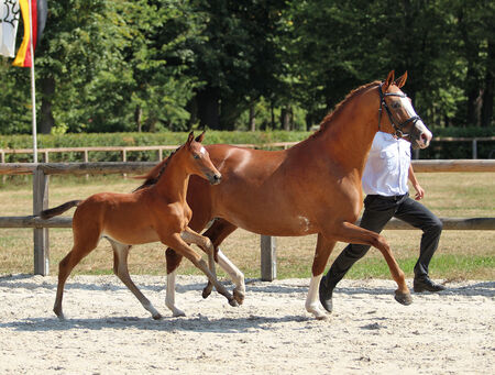 Trakehner Fohlenchampionat