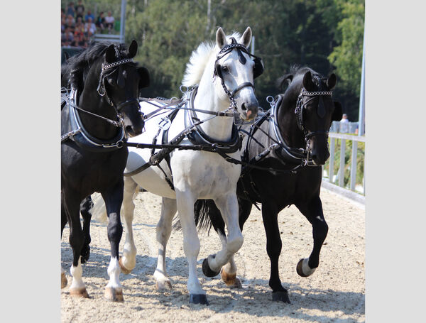 Fotowettbewerb Hengstparade