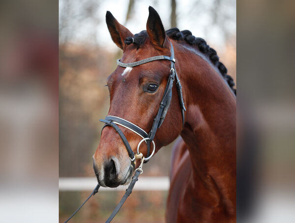 Neuzugang Schweres Warmblut Landgestüt Moritzburg