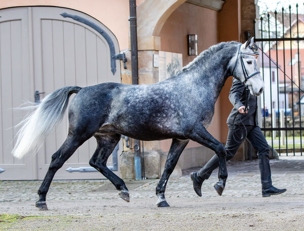 Schweres Warmblut Friesius von Frieder