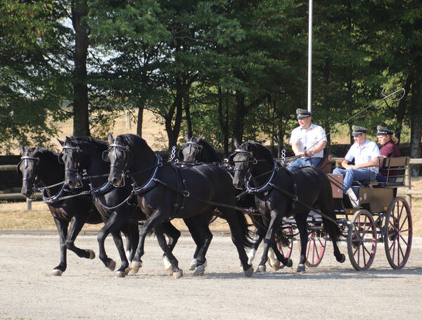 Training Moritzburger Hengstparaden