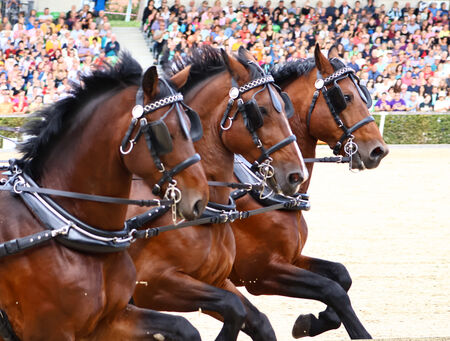 Hengstparaden Moritzburg 2022