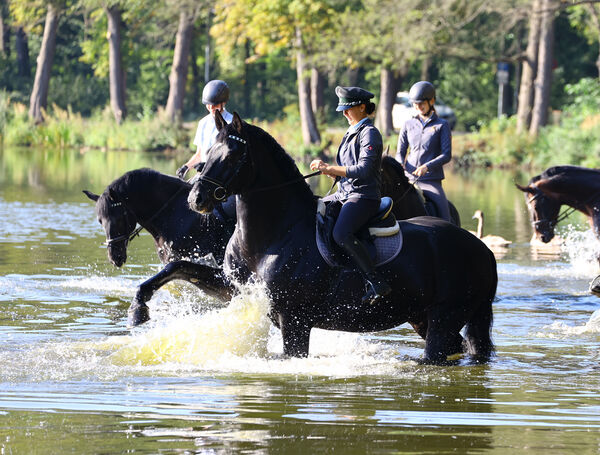 Hengstparade Landgestüt Moritzburg