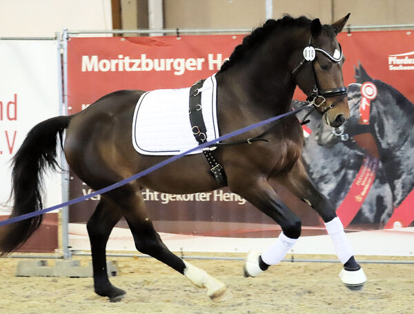 Landbeschäler Elbstern Landgestüt Moritzburg