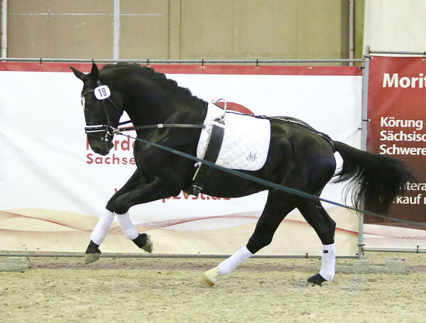 Neuzugang Schweres Warmblut Landgestüt Moritzburg