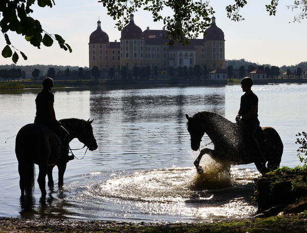 Hengstparade Landgestüt Moritzburg