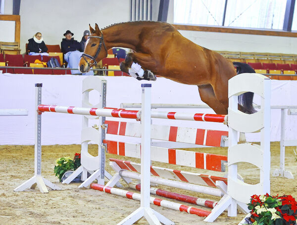 DSP Freispringchampionat 2023 Moritzburg