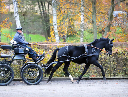 Hengstleistungsprüfung Schweres Warmblut Moritzburg