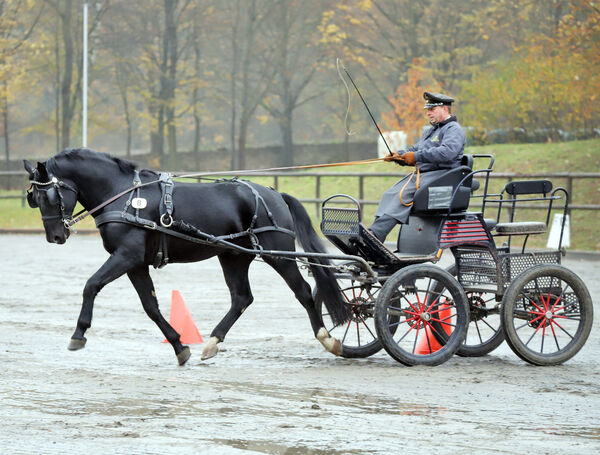 Hengstleistungsprüfung Schweres Warmblut Moritzburg