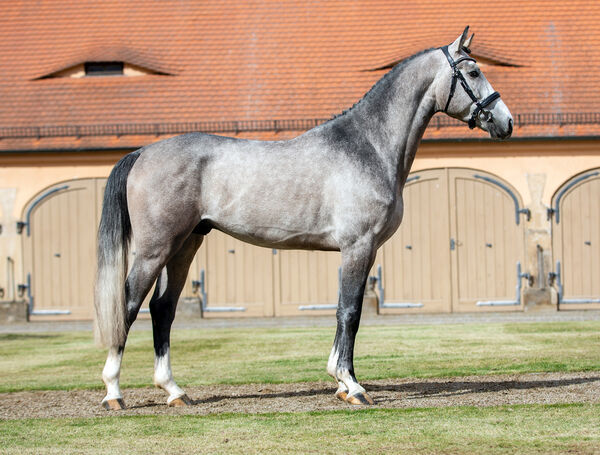 OGANO'S EDITION v. Ogano Sitte im Landgestüt Moritzburg