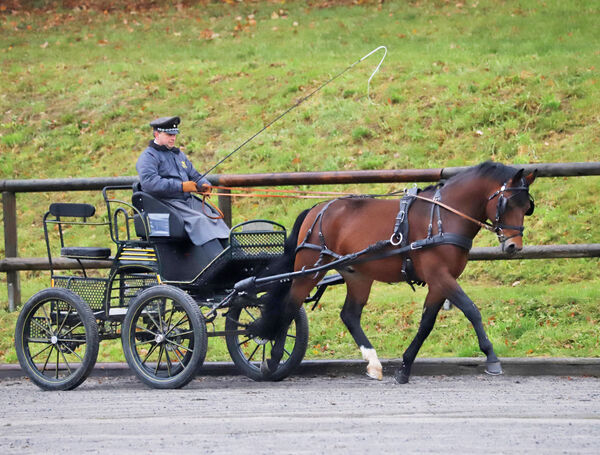 Hengstleistungsprüfung Schweres Warmblut Moritzburg