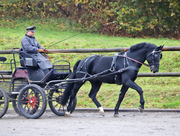 Hengstleistungsprüfung Schweres Warmblut Moritzburg