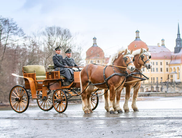 Hengstpräsentation Moritzburg Online 2022