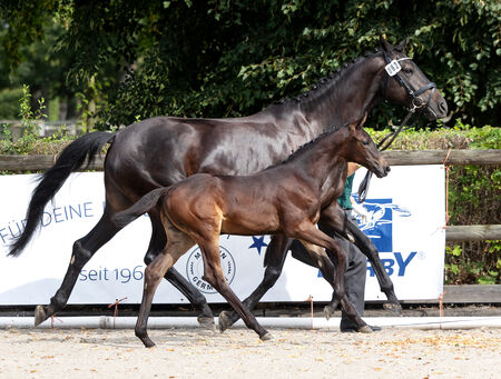 Trakehner Fohlenchampionat Graditz