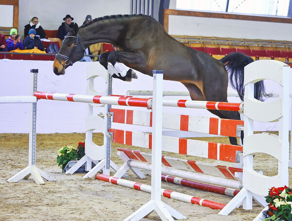 DSP Freispringchampionat 2023 Moritzburg