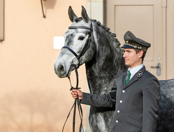 Schweres Warmblut Friesius von Frieder