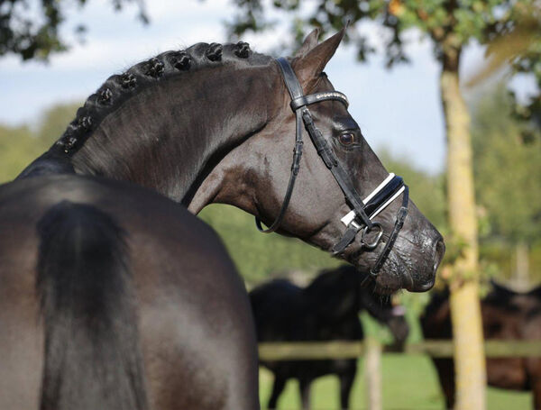 Landgestüt Moritzburg Pferdezucht Trakehner