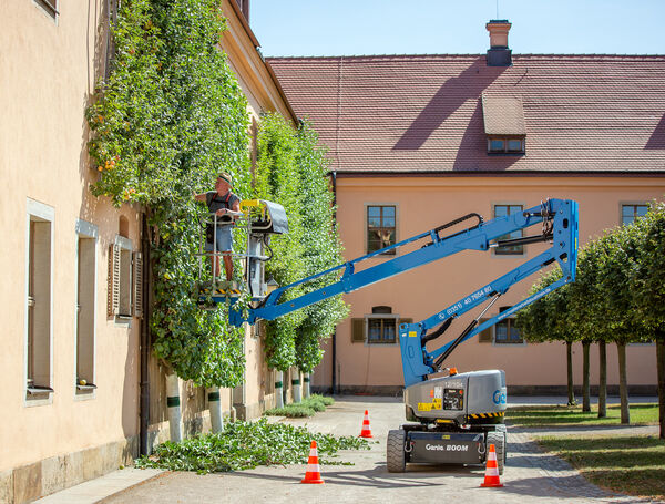 Spalierobst im historischen Innenhof des Landgestüts